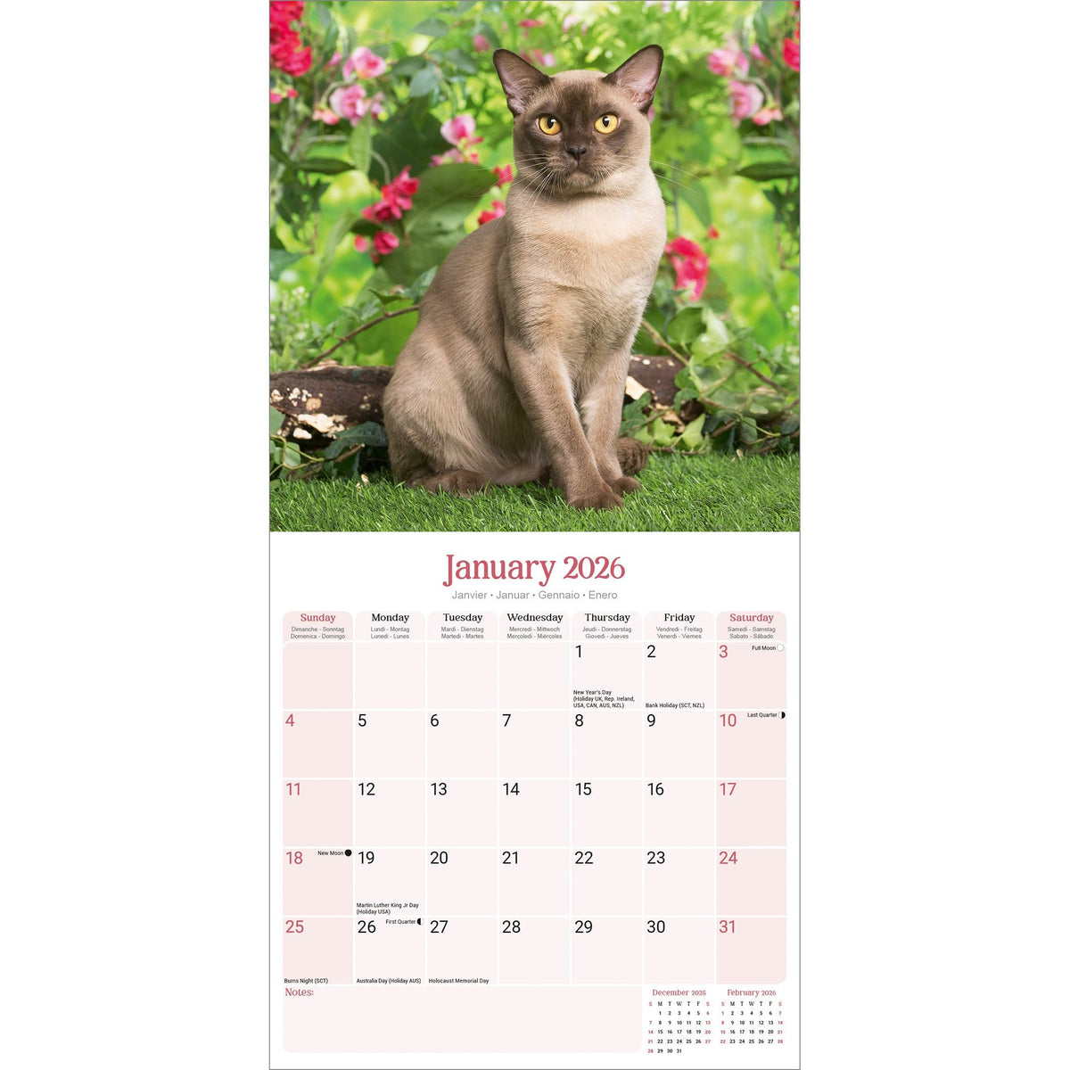 Burmese Cats Calendar 2026 Avonside Publishing Ltd