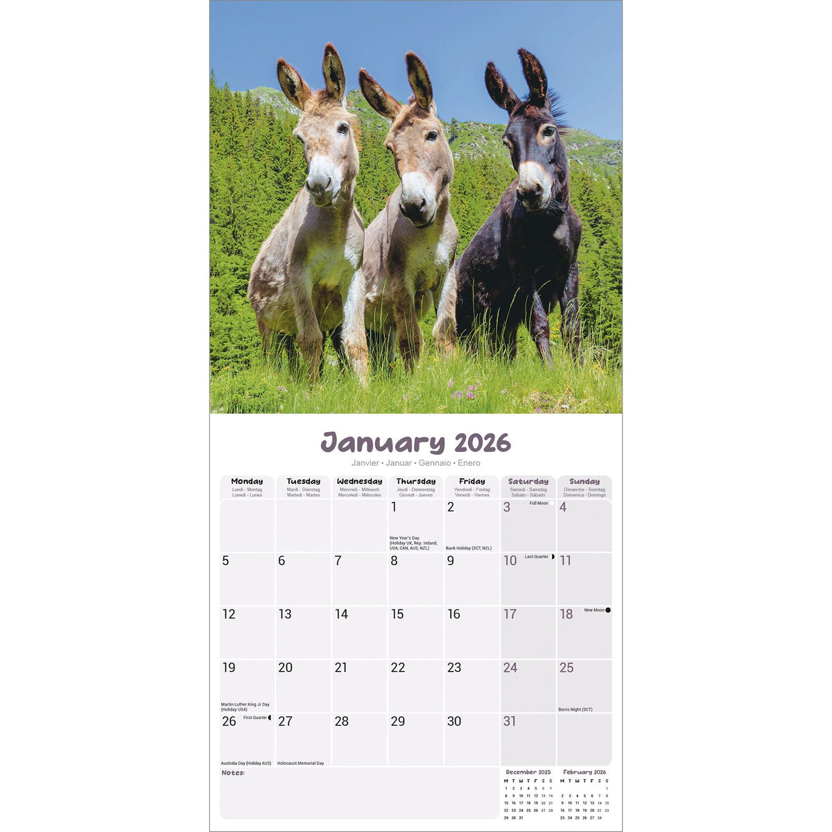 Donkeys Calendar 2026 Avonside Publishing Ltd