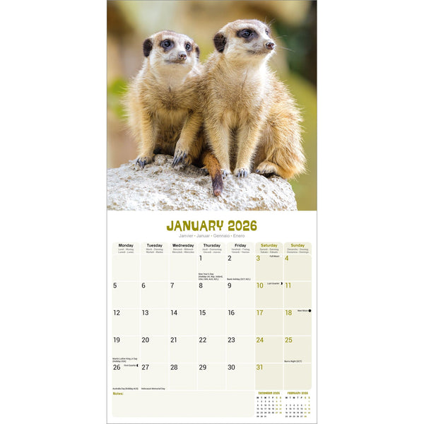 Meerkats Calendar 2026