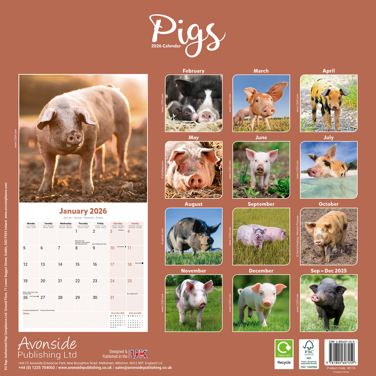 Pigs Calendar 2026 Avonside Publishing Ltd