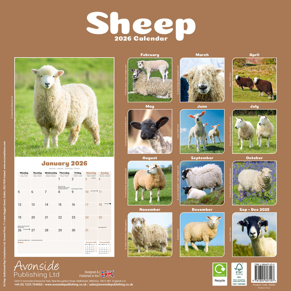 Sheep Calendar 2026