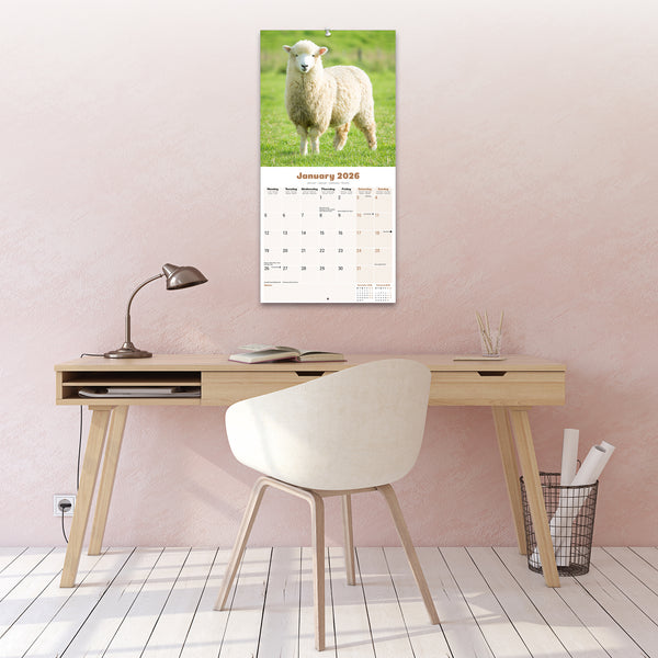 Sheep Calendar 2026