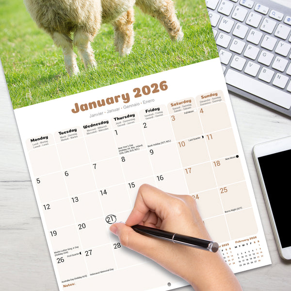 Sheep Calendar 2026