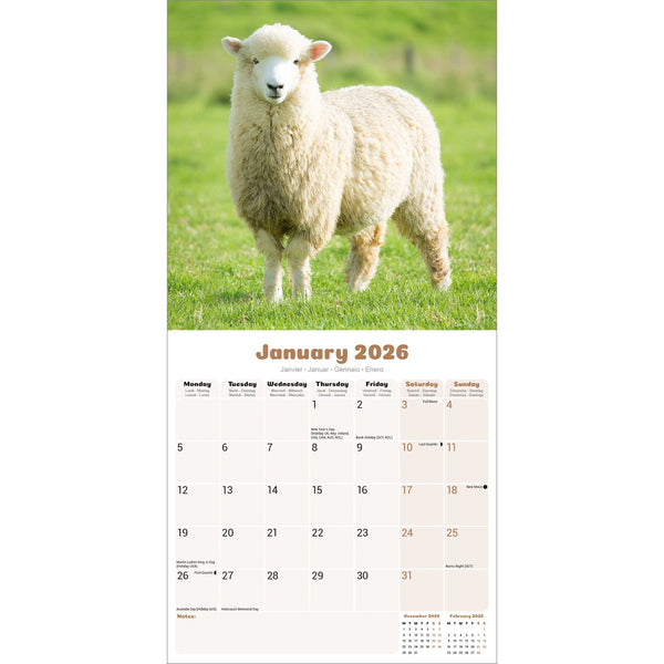 Sheep Calendar 2026