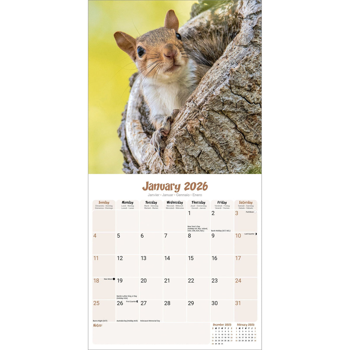 Squirrels Calendar 2026 Avonside Publishing Ltd