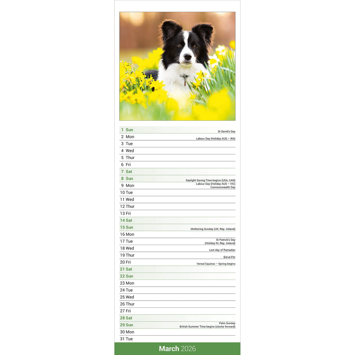 Border Collie Calendar 2026 Slimline Avonside Publishing Ltd
