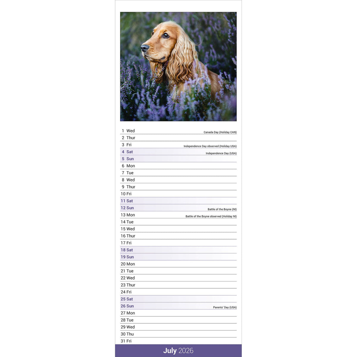 English Cocker Spaniel Calendar 2026 Slimline Avonside Publishing Ltd