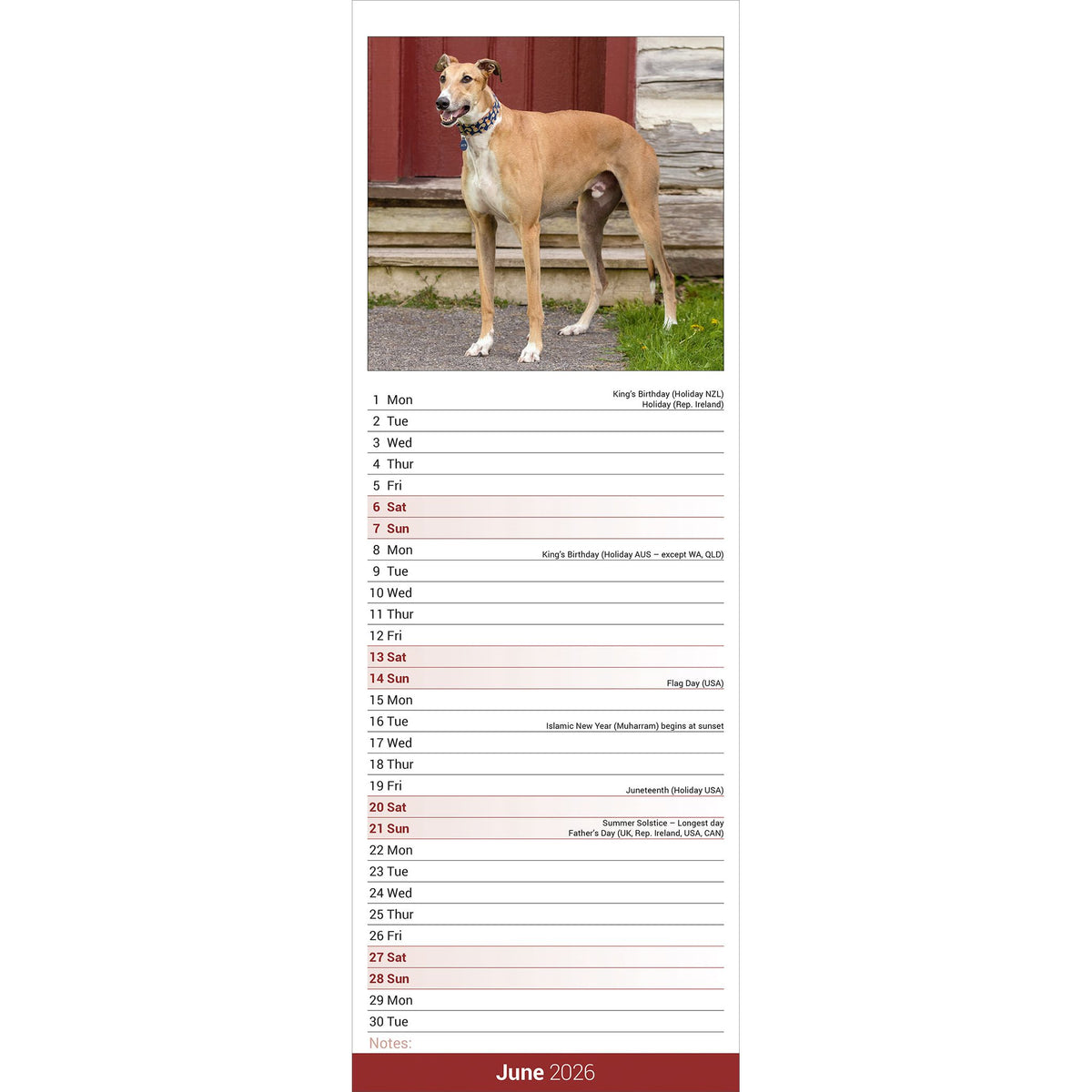 Greyhound Calendar 2026 Slimline Avonside Publishing Ltd