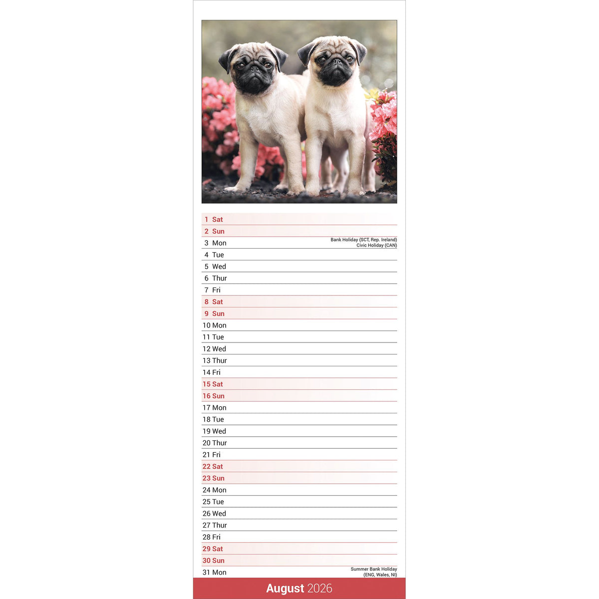 Pug Calendar 2026 Slimline – Avonside Publishing Ltd