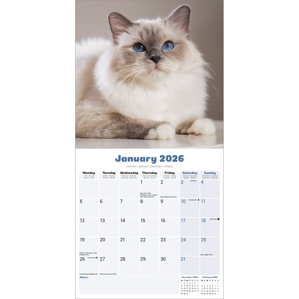 Ragdoll Cats Calendar 2026 Avonside Publishing Ltd