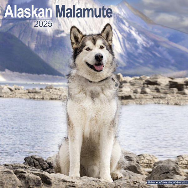 Alaskan Malamute Calendar 2025