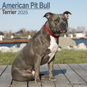 American Pit Bull Terrier Calendar 2025