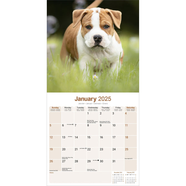 American Staffordshire Terrier Calendar 2025