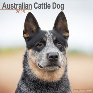 Australian Cattle Dog Calendar 2025