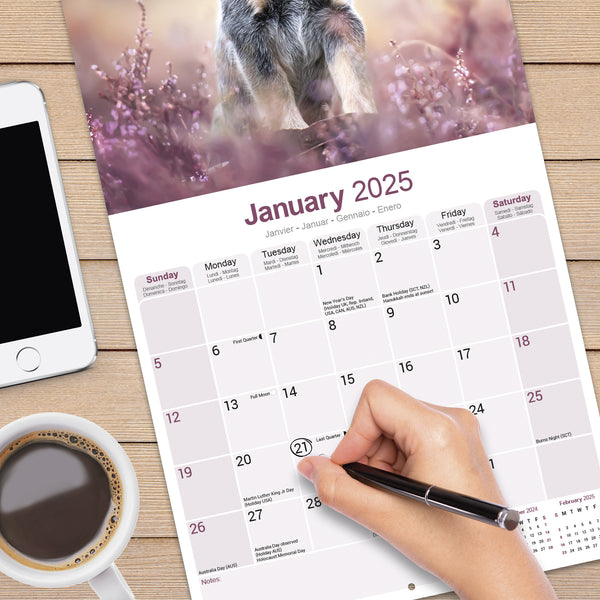 Australian Cattle Dog Calendar 2025