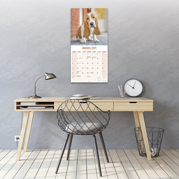 Basset Hound Calendar 2025