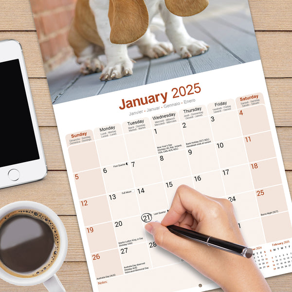 Basset Hound Calendar 2025
