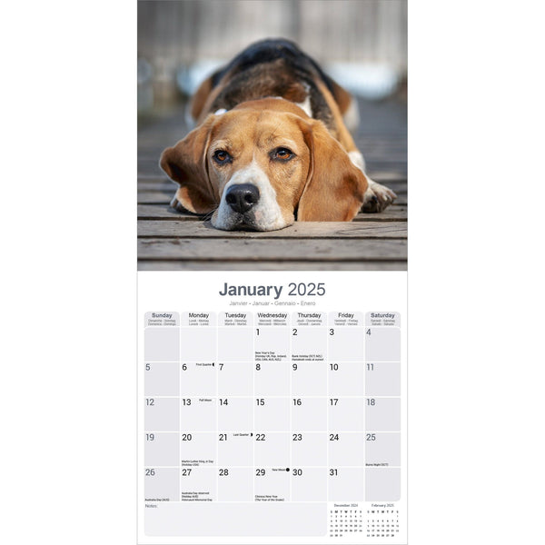 Beagle Calendar 2025