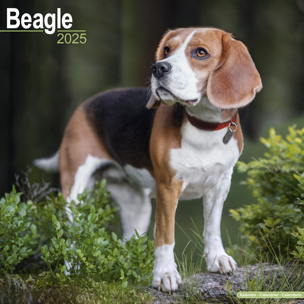 Beagle Calendar 2025