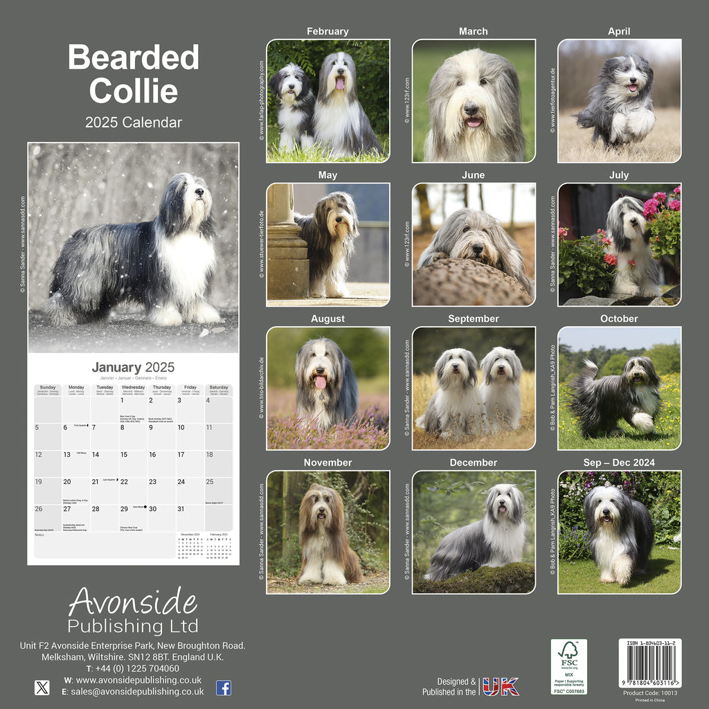 Bearded Collie Calendar 2025 Avonside Publishing Ltd