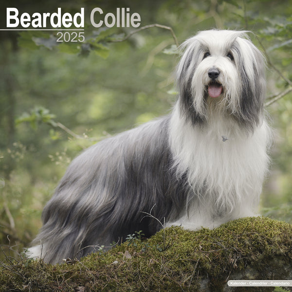 Bearded Collie Calendar 2025