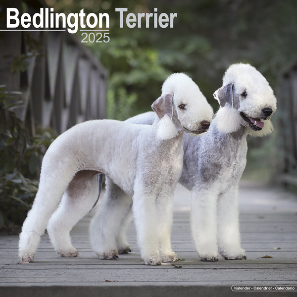 Bedlington Terrier Calendar 2025