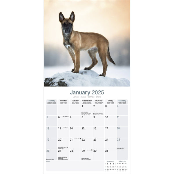 Belgian Shepherd Dog Calendar 2025