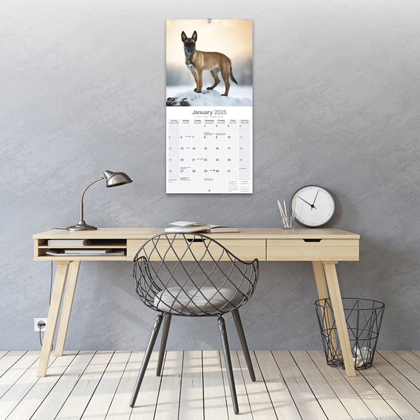 Belgian Shepherd Dog Calendar 2025