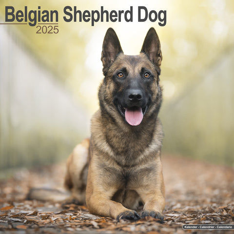 Belgian Shepherd Dog Calendar 2025