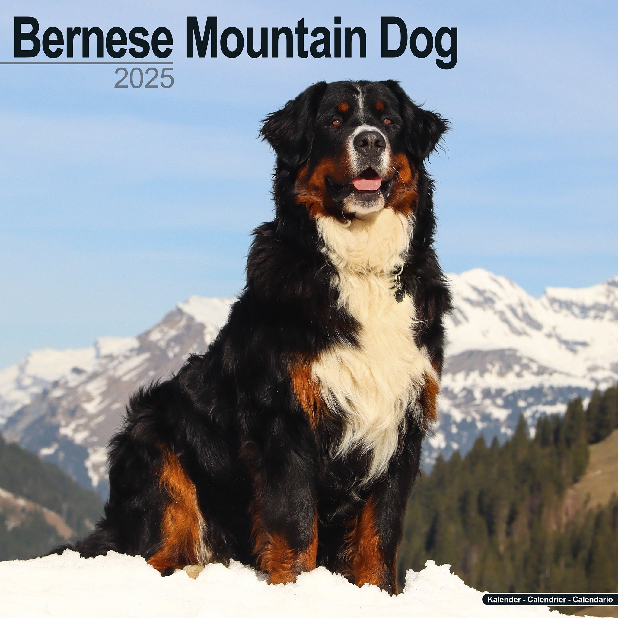 Bernese Mountain Dog Calendar 2025