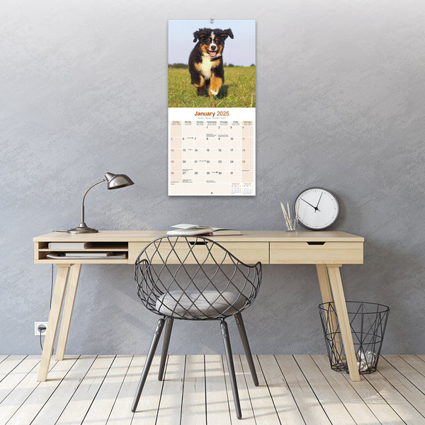 Bernese Mountain Dog Calendar 2025