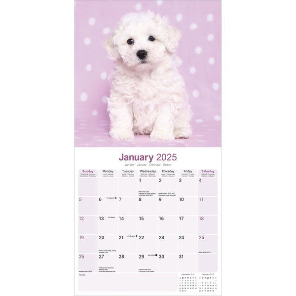 Bichon Frise Calendar 2025