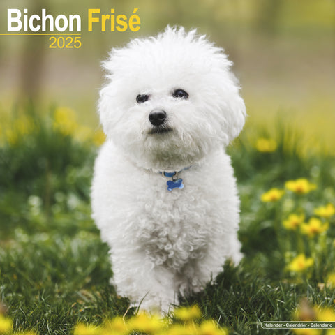 Bichon Frise Calendar 2025