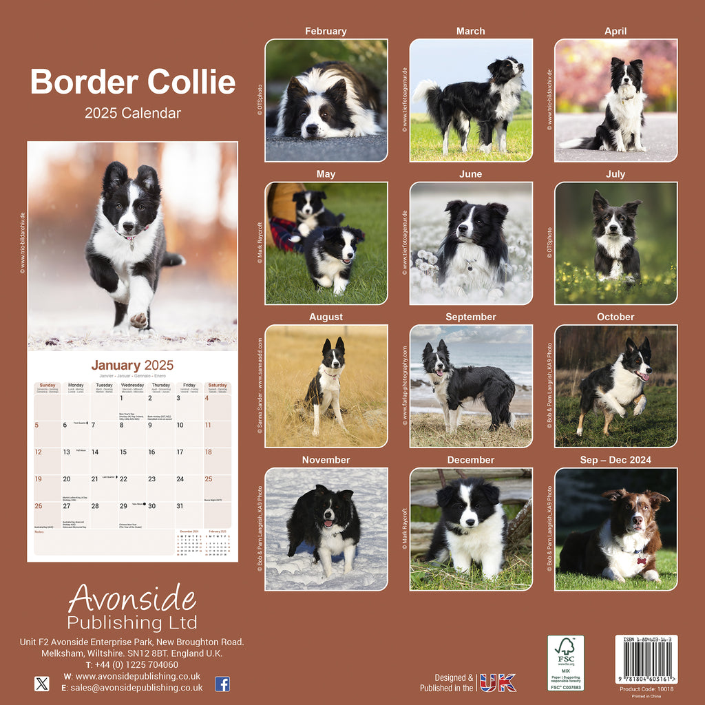 Border Collie Calendar 2025 Avonside Publishing Ltd