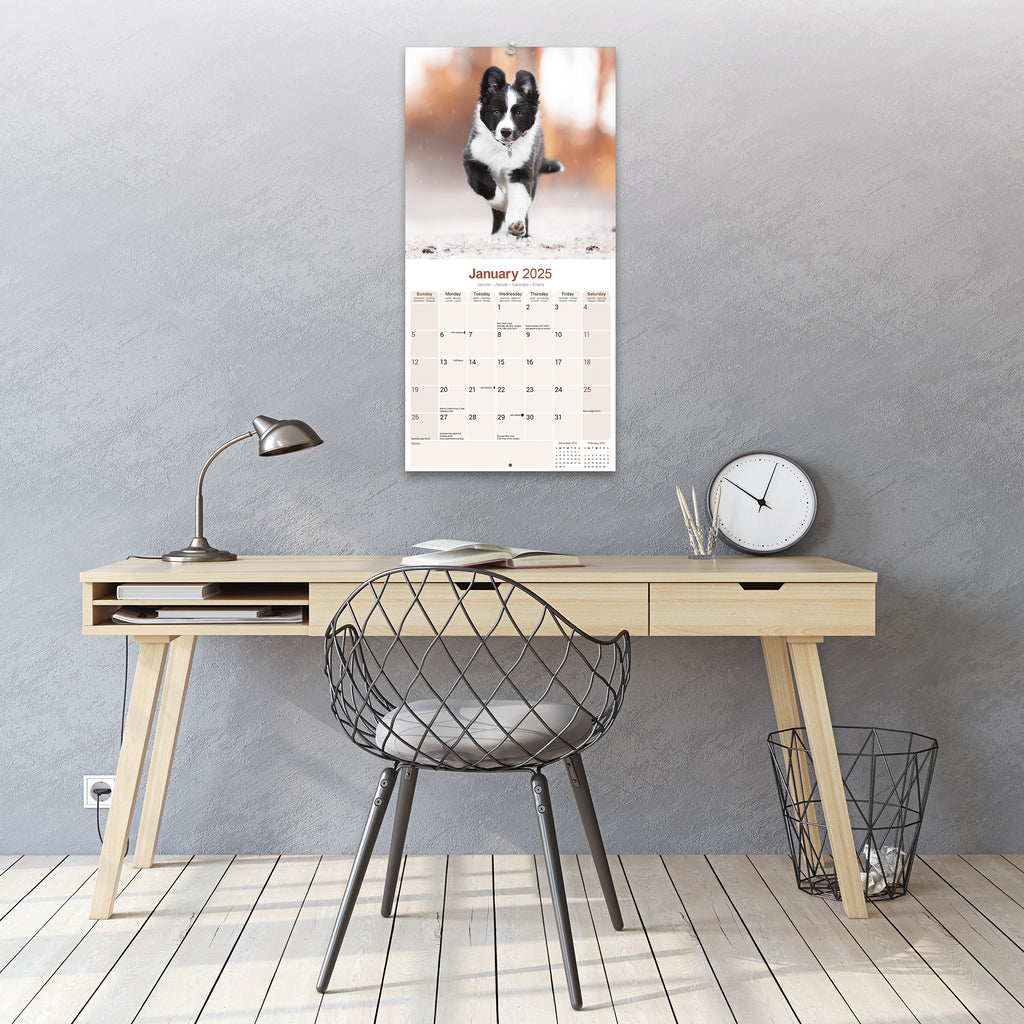 Border Collie Calendar 2025 Avonside Publishing Ltd