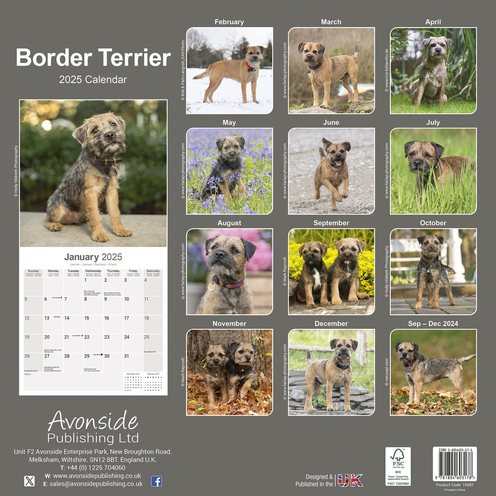 Border Terrier Calendar 2025 Avonside Publishing Ltd