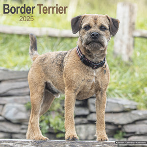 Border Terrier Calendar 2025