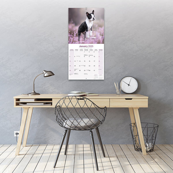 Boston Terrier Calendar 2025