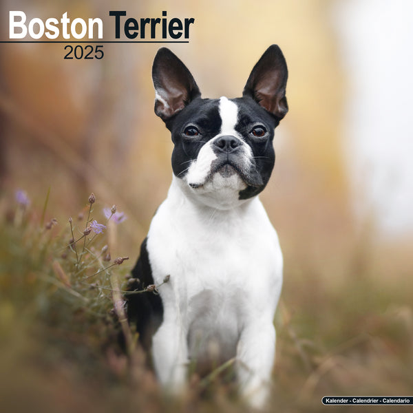 Boston Terrier Calendar 2025