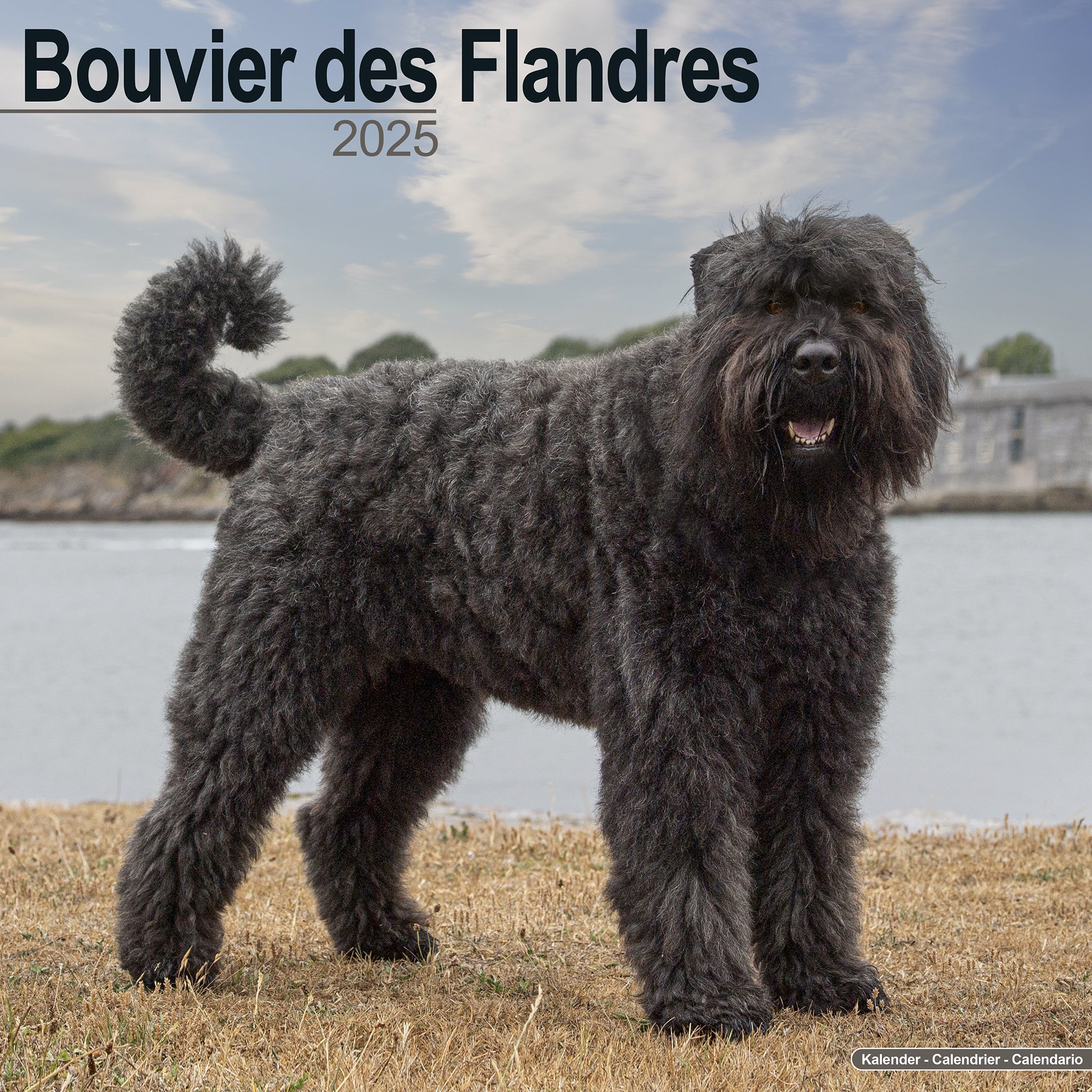 Bouvier des Flandres Calendar 2025 Avonside Publishing Ltd