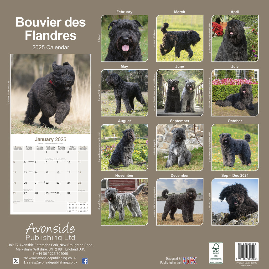 Bouvier des Flandres Calendar 2025 Avonside Publishing Ltd