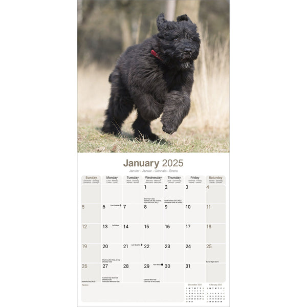 Bouvier des Flandres Calendar 2025