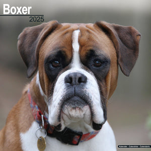 Boxer Calendar 2025