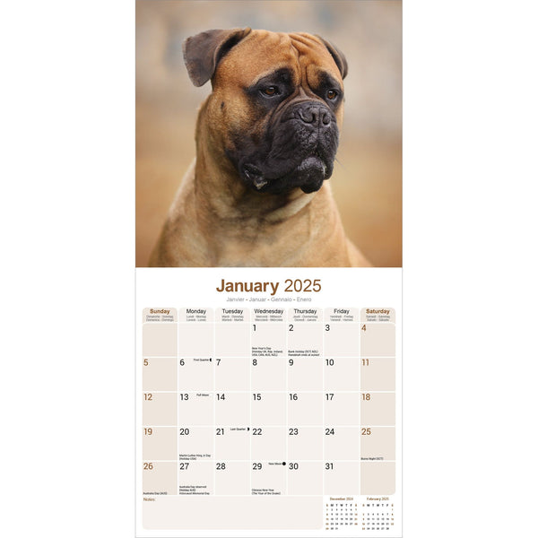 Bull Mastiff Calendar 2025