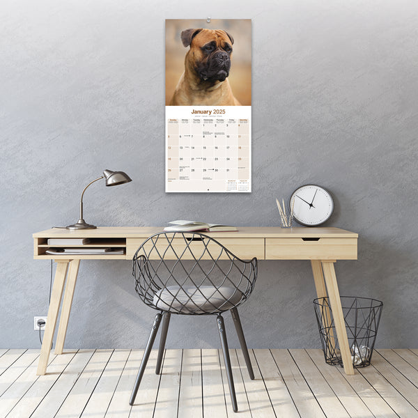 Bull Mastiff Calendar 2025