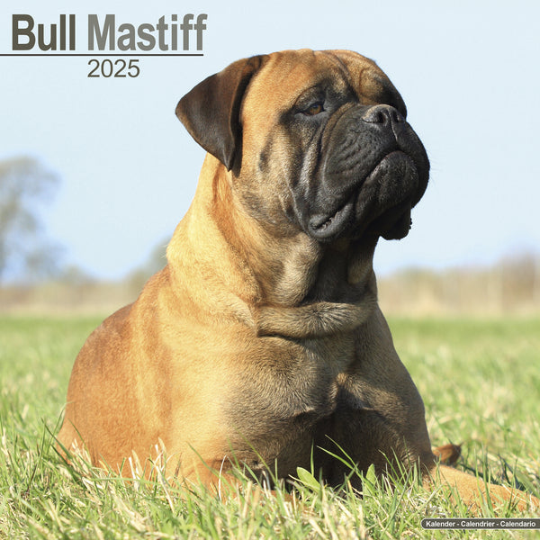 Bull Mastiff Calendar 2025