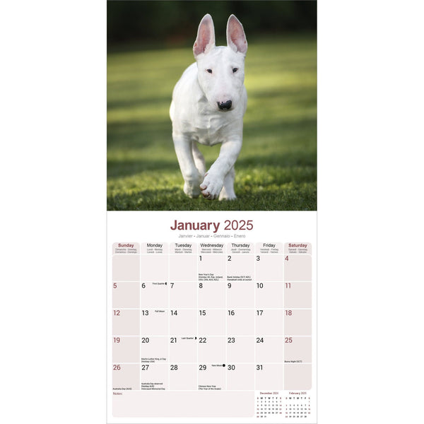 Bull Terrier Calendar 2025