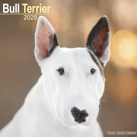 Bull Terrier Calendar 2025