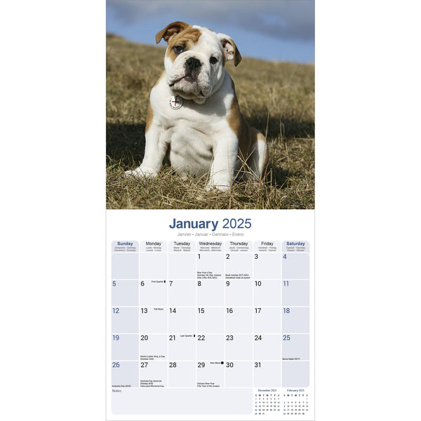 Bulldog Calendar 2025