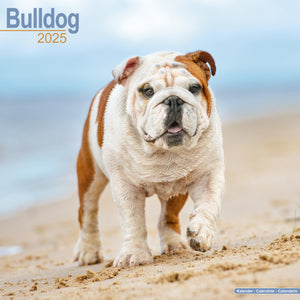 Bulldog Calendar 2025